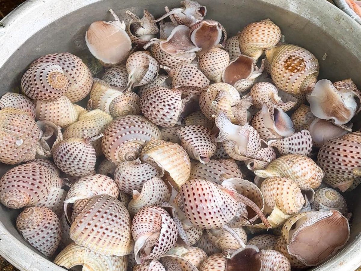 Hải sản Xuyên Mộc tươi mới và đa dạng mỗi ngày. (Nguồn: Sưu tầm)