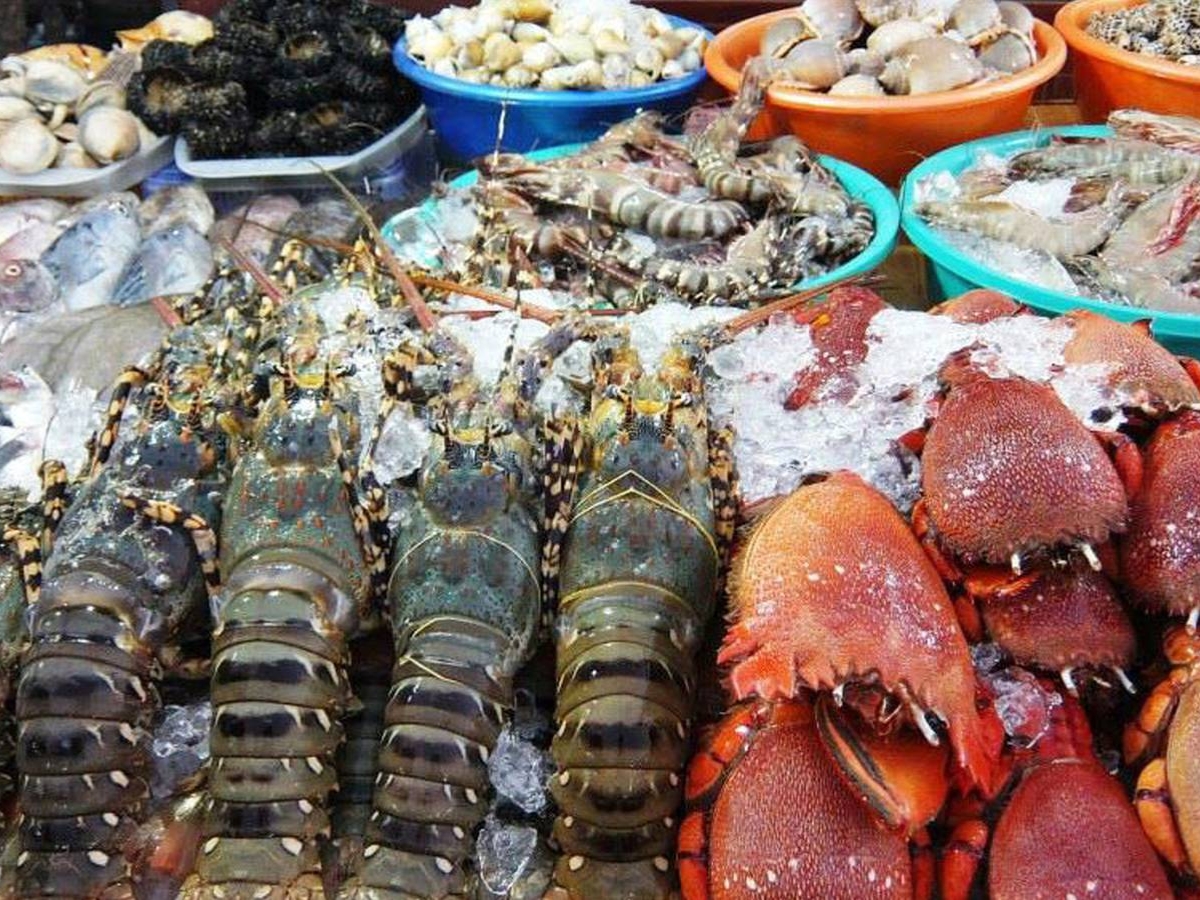 Hải sản Vũng Tàu được đánh bắt trong ngày, đảm bảo độ tươi ngon, chất lượng Hải sản Vũng Tàu được đánh bắt trong ngày, đảm bảo độ tươi ngon, chất lượng