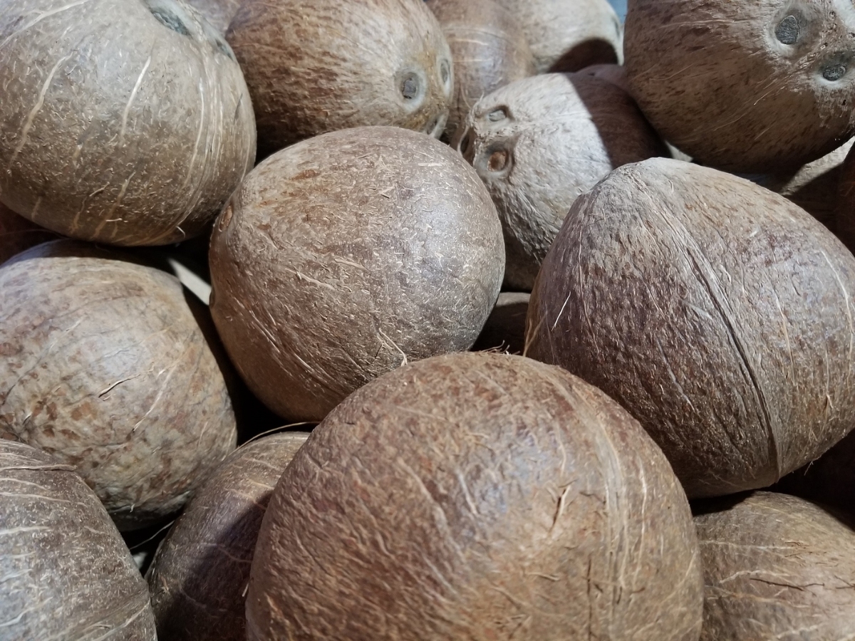 Dừa ủ rượu phải đủ già, cơm dày, nước ngọt thơm béo