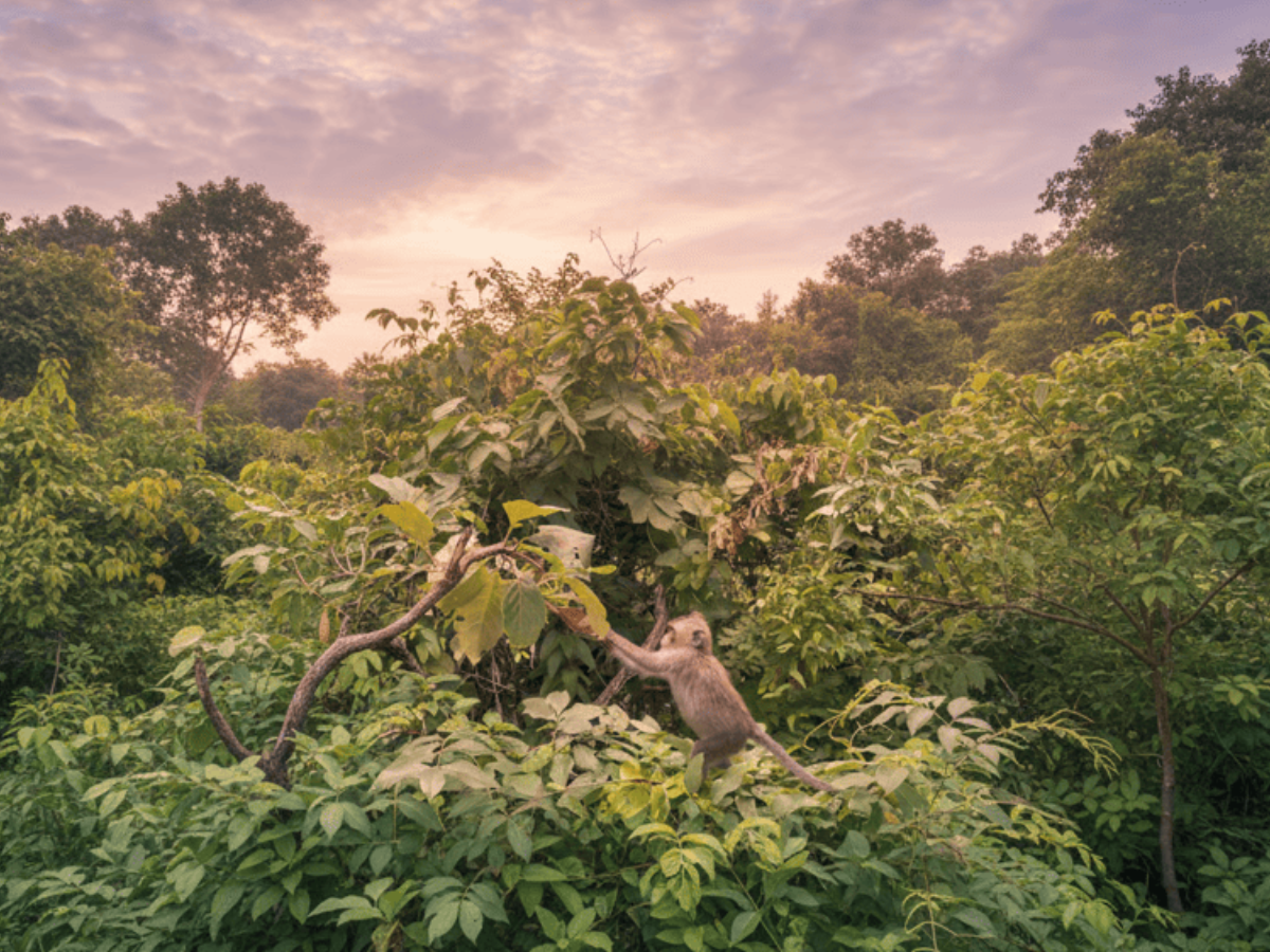 Vườn quốc gia Côn Đảo nổi bật với hệ sinh thái phong phú tạo nên bức tranh thiên nhiên trù phú và đầy sức sống
