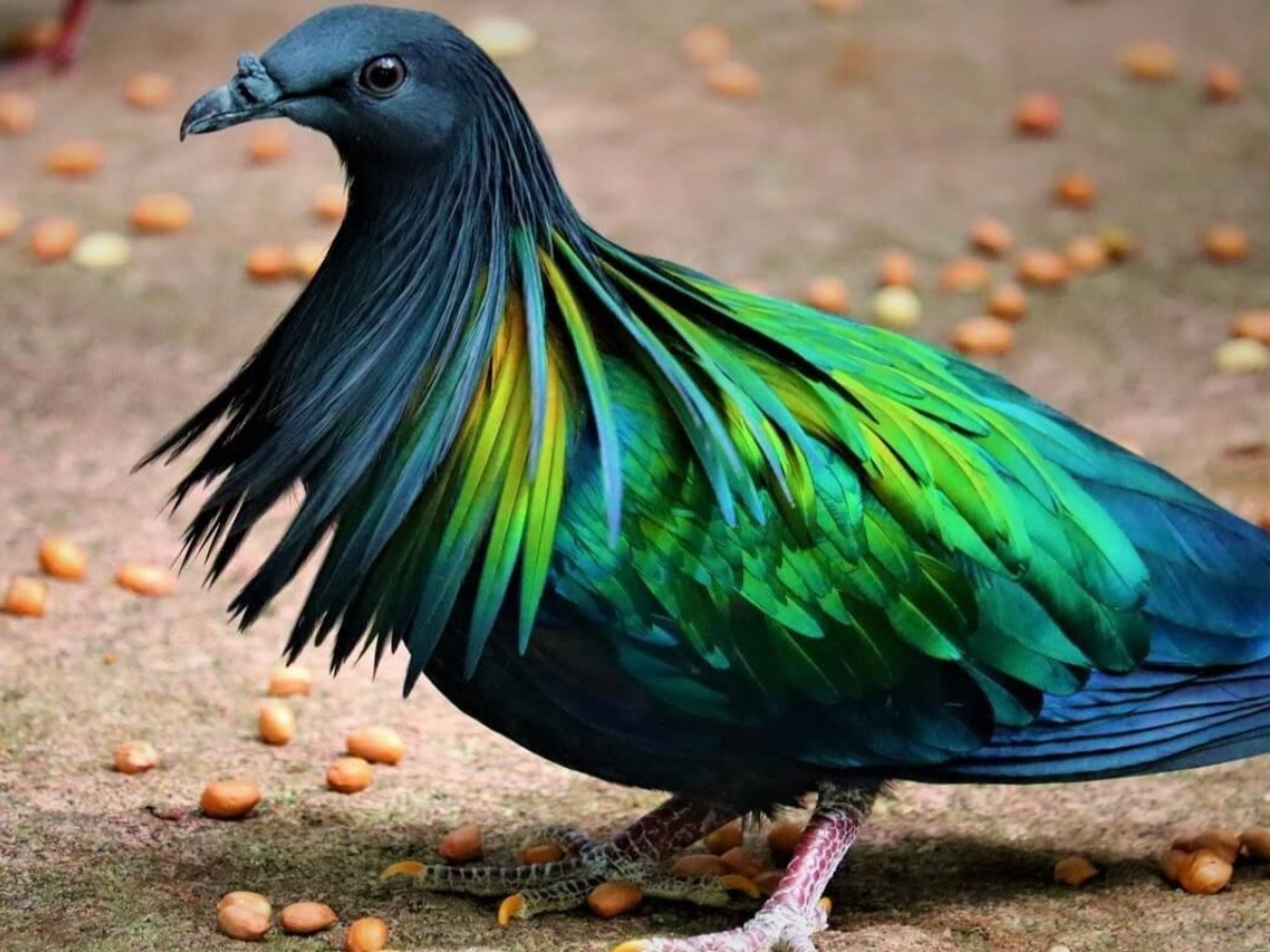 Vùng rừng Côn Đảo là mái nhà của nhiều loài chim quý như bồ câu Nicoba