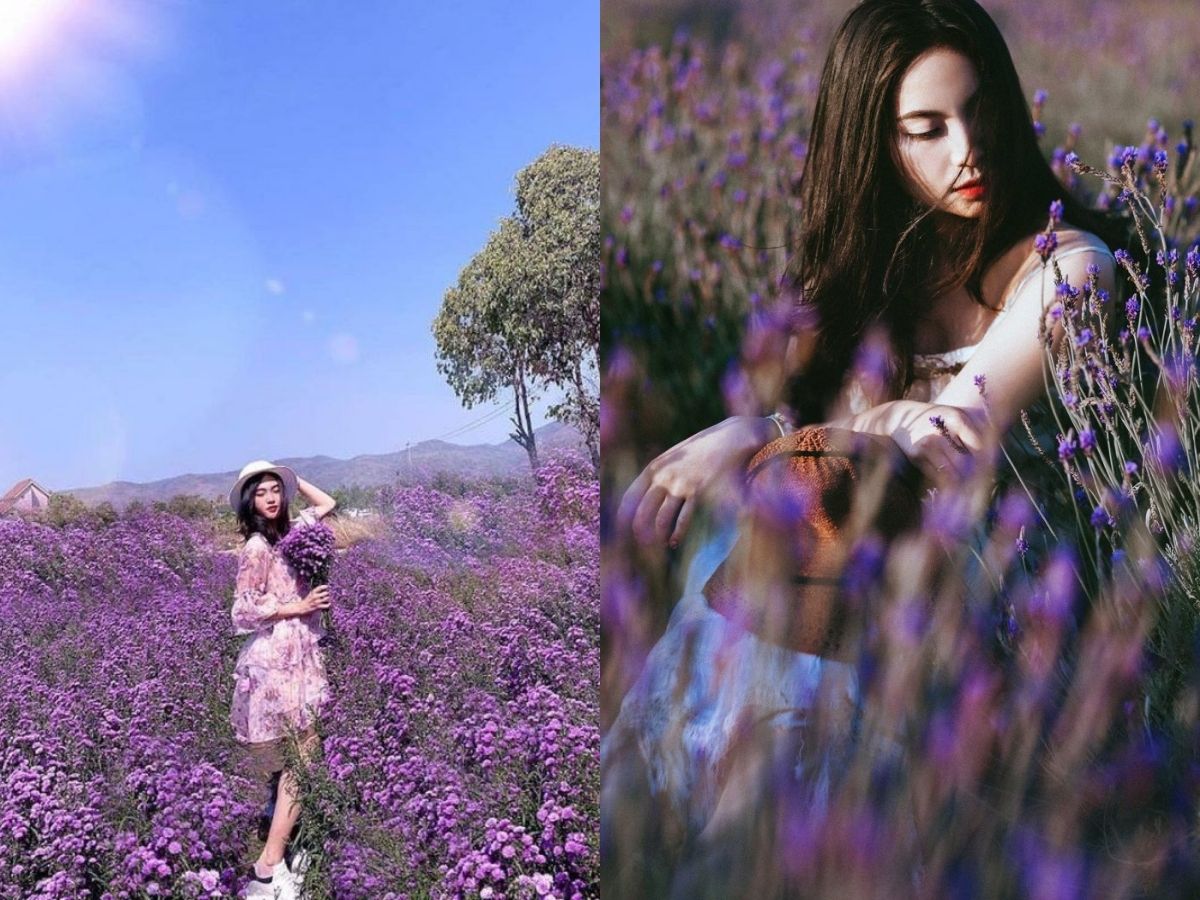 Từ tháng 10 đến tháng 11 là thời điểm hoa nở rộ, phủ tím cả vườn Từ tháng 10 đến tháng 11 là thời điểm hoa nở rộ, phủ tím cả vườn